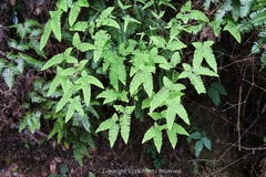 Dicranopteris linearis