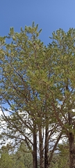 Pinus cembroides