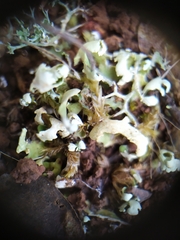 Cladonia foliacea