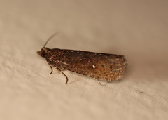 Cryptaspasma sordida