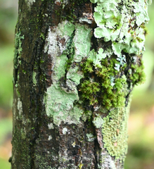 Phaeophyscia