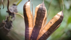 Aristolochia littoralis