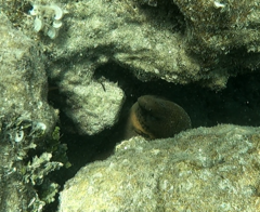 Gymnothorax javanicus