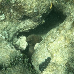 Gymnothorax javanicus