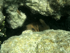 Gymnothorax javanicus