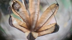 Aristolochia littoralis