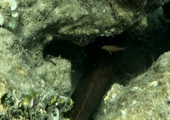 Gymnothorax javanicus