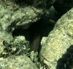 Gymnothorax javanicus