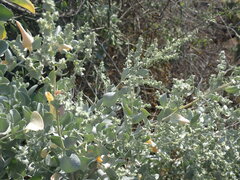 Atriplex lindleyi