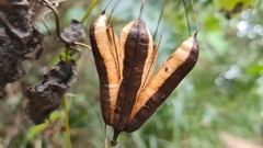 Aristolochia littoralis