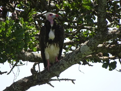 Trigonoceps occipitalis