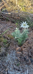 Actinotus helianthi