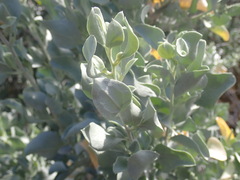 Atriplex lindleyi