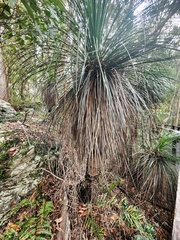 Xanthorrhoea