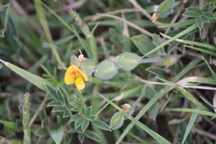 Zornia thymifolia