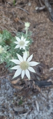 Actinotus helianthi