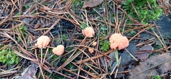 Tubifera