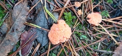 Tubifera