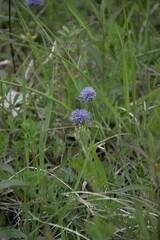Globularia