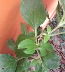Synedrella nodiflora