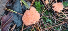 Tubifera