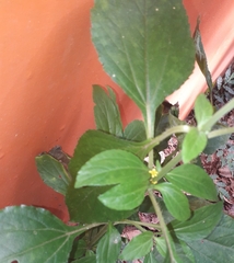 Synedrella nodiflora