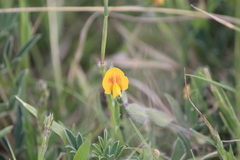 Zornia thymifolia