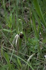 Ophrys fuciflora