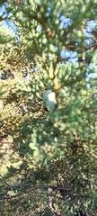 Juniperus deppeana