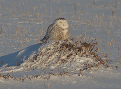 Bubo scandiacus