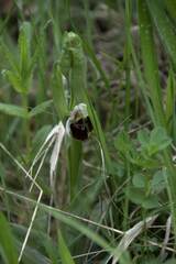Ophrys fuciflora