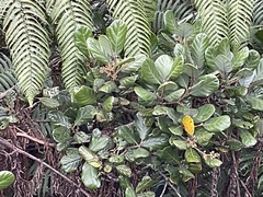 Beilschmiedia tarairi