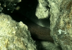 Gymnothorax javanicus