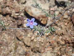 Lobostemon echioides