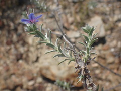Lobostemon echioides