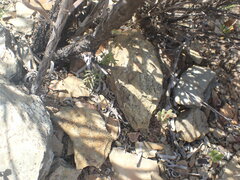 Lobostemon echioides