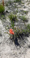 Erica cerinthoides cerinthoides