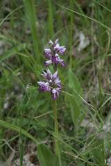 Orchis militaris