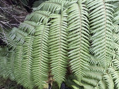 Cyathea medullaris