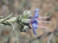 Lobostemon echioides