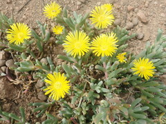 Malephora lutea