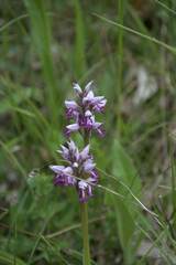 Orchis militaris