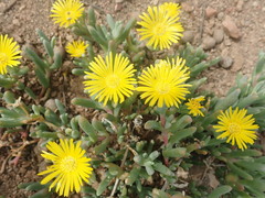 Malephora lutea