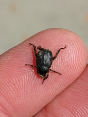 Hoplia