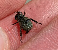 Hoplia