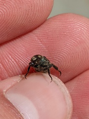 Hoplia