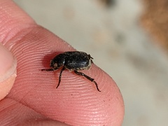 Hoplia