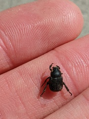 Hoplia