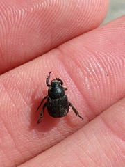 Hoplia