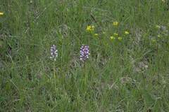 Orchis militaris
